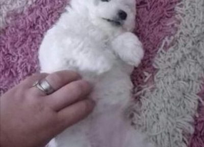 2786190592849705336964605629551274531105411n1650395908