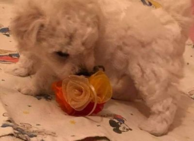 27863933631759635259850708103076933085125278n1650395909