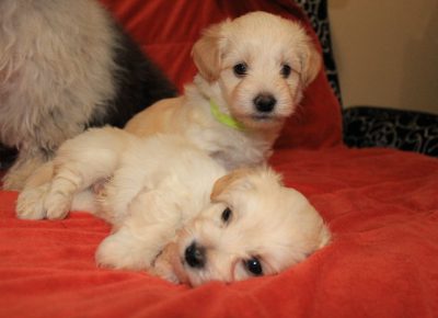 bondiballo11649970602