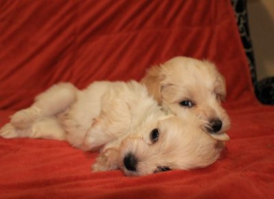 bondiballo21649970603