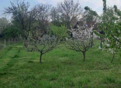 karagača11651341976