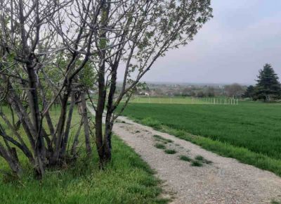 karagača41651341977