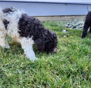 lagotoromanjolostenci3074921650143446