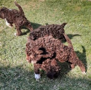 lagotoromanjolostenci3074931650143447