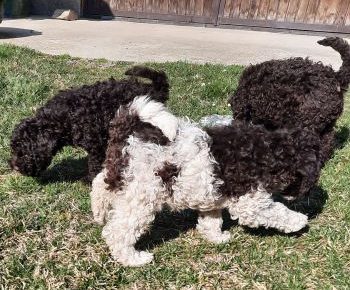 lagotoromanjolostenci3074951650143447