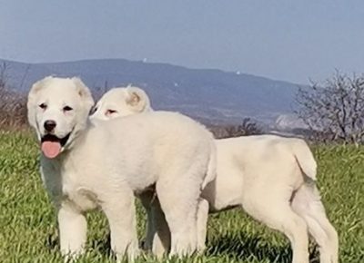 viberimage202204162103178711650189909