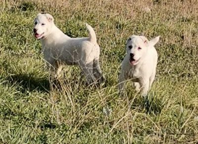 viberimage202204162104110021650189911