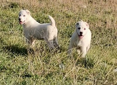 viberimage202204162104111601650189911