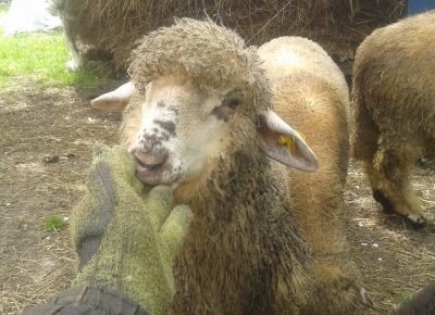 202205061120011653822027