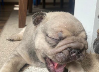 279777463322941739913942729818687682733804n1652463547