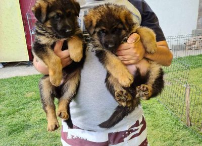 viberimage202205091424501881652199309