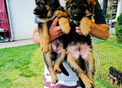 viberimage202205091424528331652199309