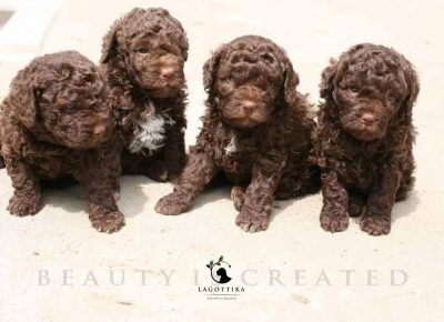 1399907522243443927436531347372508939503225n1656147076