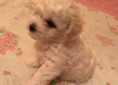 27837094514125276558554673644310128827875933n1655390217