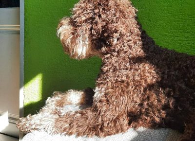 2795651907504514863252004566060748705408445n1656147077