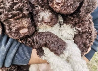 27991374810948227977403767757994586753206016n1656147077