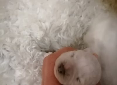 280374167740741473944774394818295376614323n1655390218