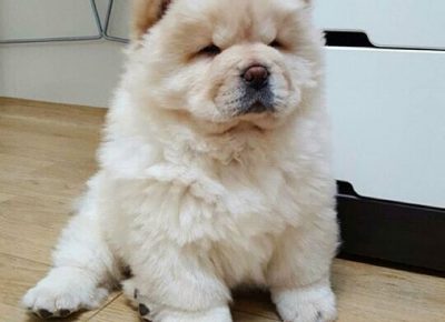 2ff7cba6a05f4b0656c9d86695e7139dchowpuppiesbuypuppies1656534089