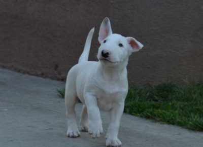 AirBrush202206021231281655061911