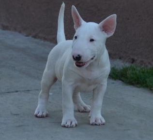 AirBrush202206021235561655061910