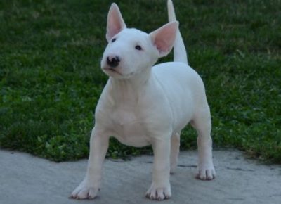 AirBrush202206021239451655061910