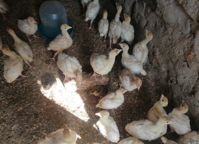 IMG202206060923461654508847