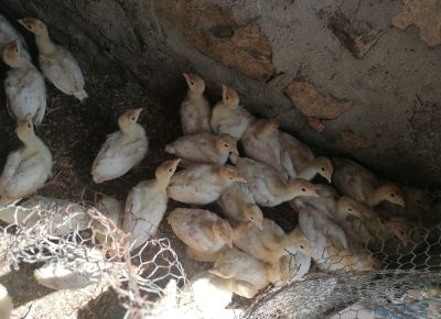 IMG202206060923501654587961