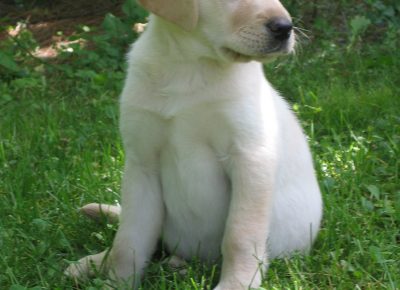LabradorRetrieveryellowpuppy1656424933