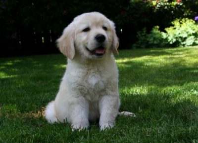 huntinggoldenretrieverpuppiesforsale27hdwallpaper1656424961