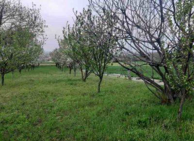 karagača51654280892