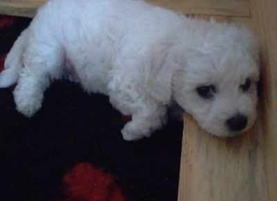 2118387056543274526323158291794177103676380n1658568635