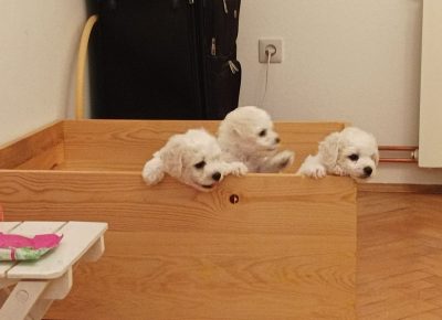 2152792529495428725350298431381043896155374n1658568637