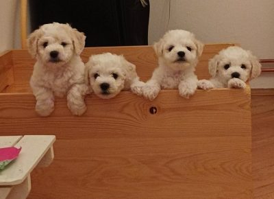 2165645648842345688533703656727296367074002n1658568635