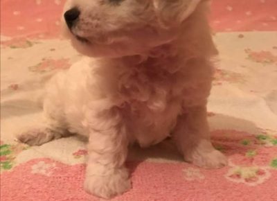 27857430648933344507349786791032525995919855n1658580693