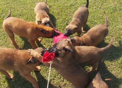 28477003916823981754484172881326368024183995n1658909629