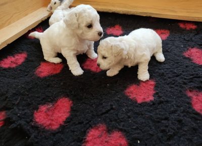 28996057910943548946234128775614094563369472n1658568636