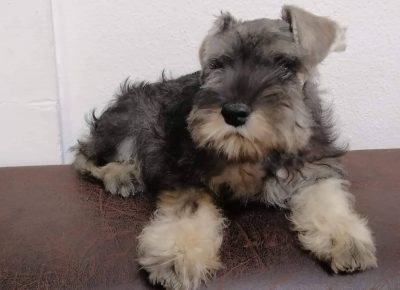 29031349558678576565630801952303043250636500n1658784058