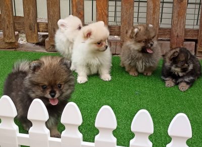 2917448925723172811553776766299488787855487n1658786150