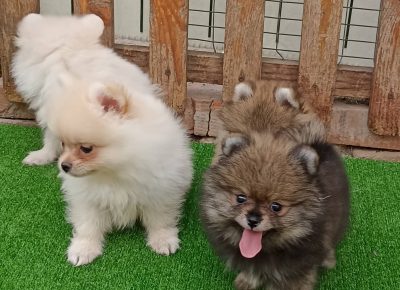 2917666281722124628124624558069492978374482n1658786151