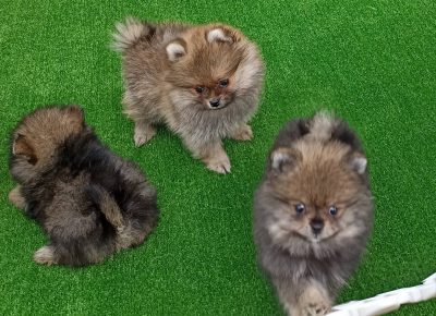 2919464507230342087648655241007613890469390n1658786152