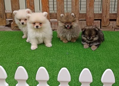 2922970587761544000724124894409929869478731n1658786151