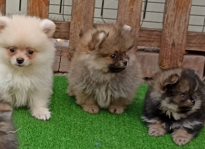 2930501774109856343291811922348500590984152n1658786151