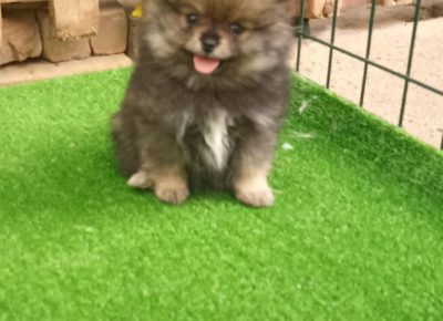 29358399511513986154224331516865571564219586n1658786150