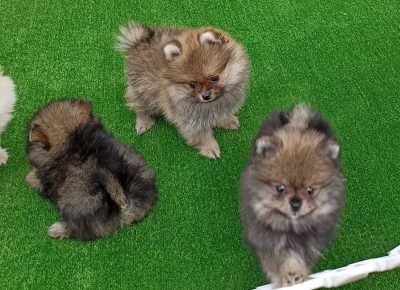 29365011410688336573947856560242591761292802n1658786152