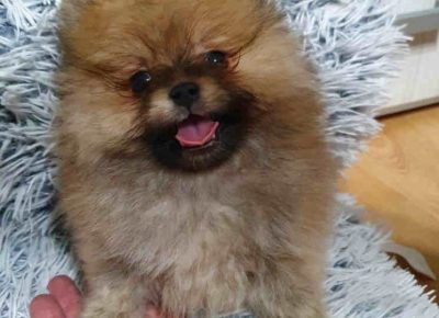 dulešabac11657473519