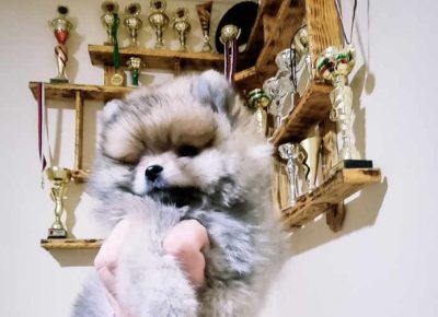 dulešabac21657473519