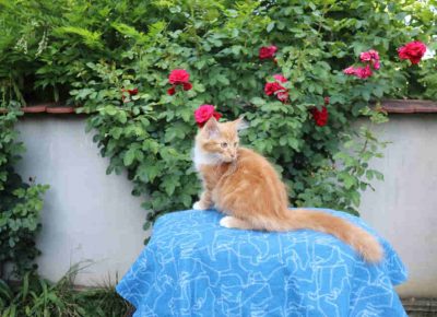 umskemace101658839918