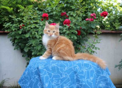 umskemace11658839915