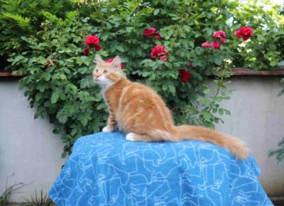 umskemace61658839919