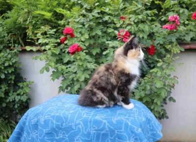 umskemace71658839918